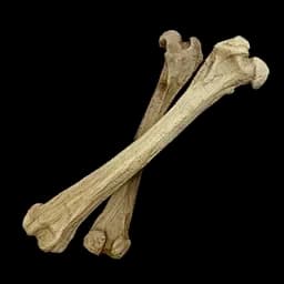 Bone icon Palworld.