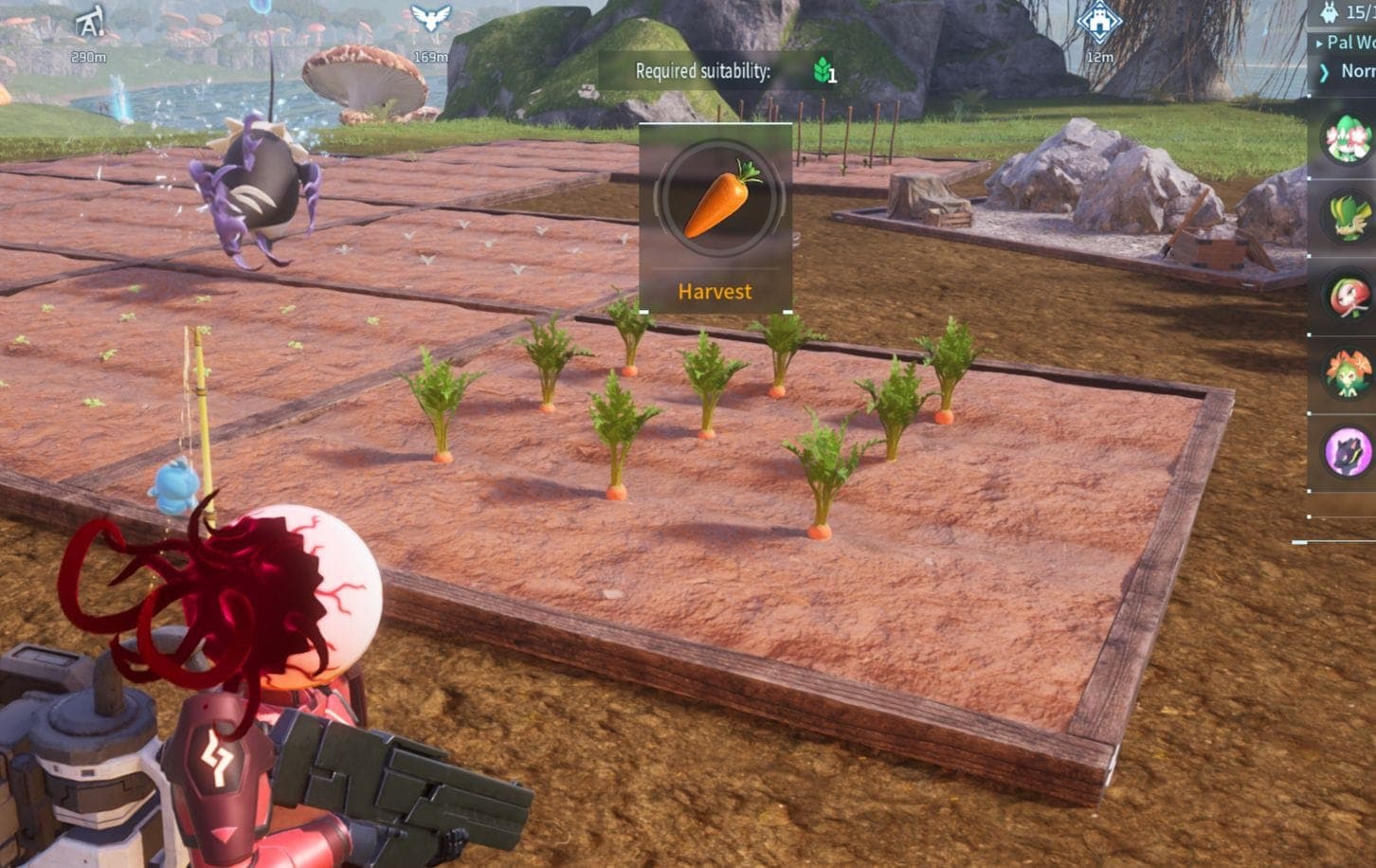 Carrot Plantation