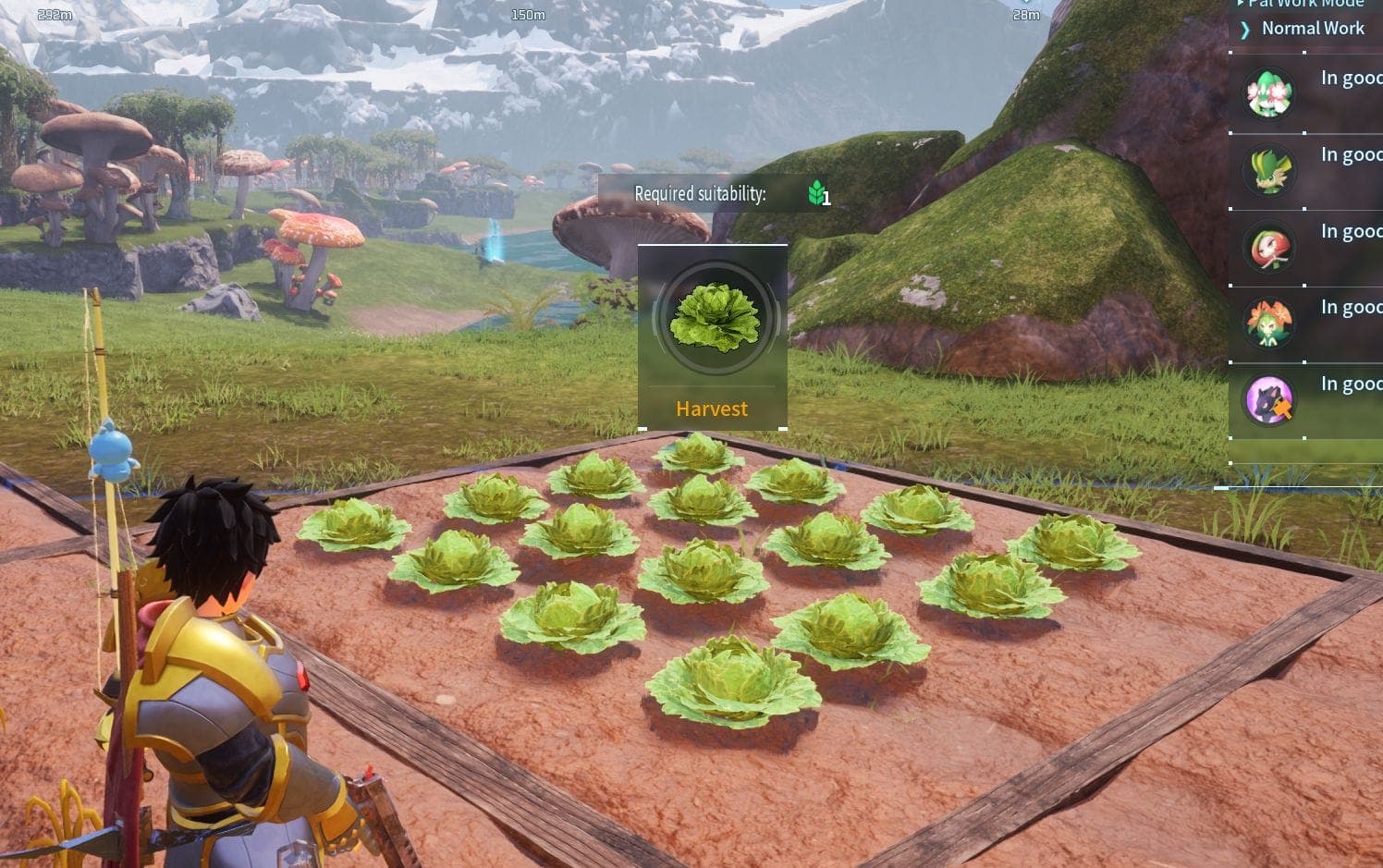 Lettuce Plantation