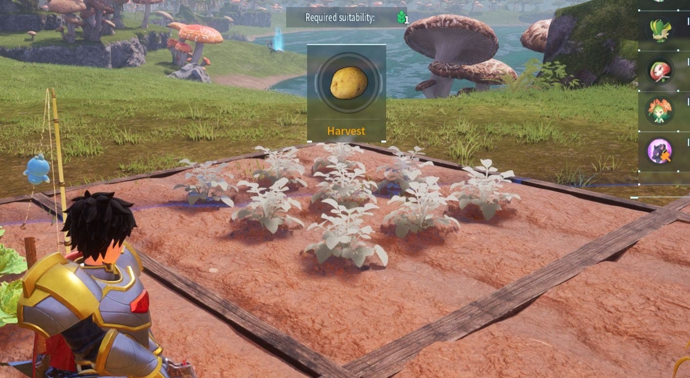 Potato Plantation