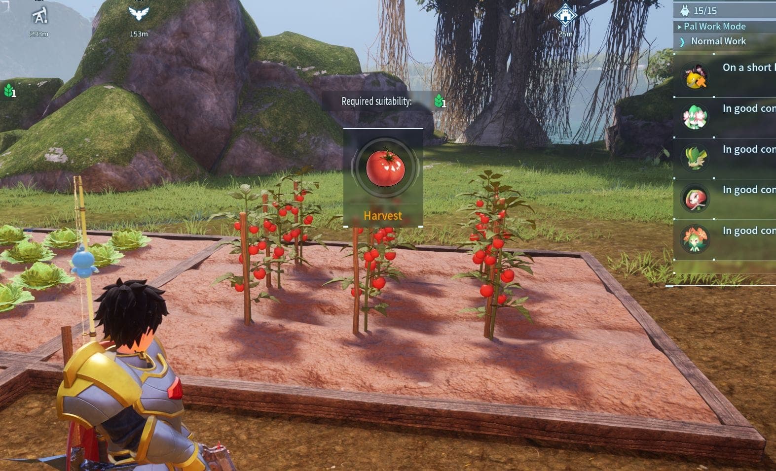 Tomato Plantation