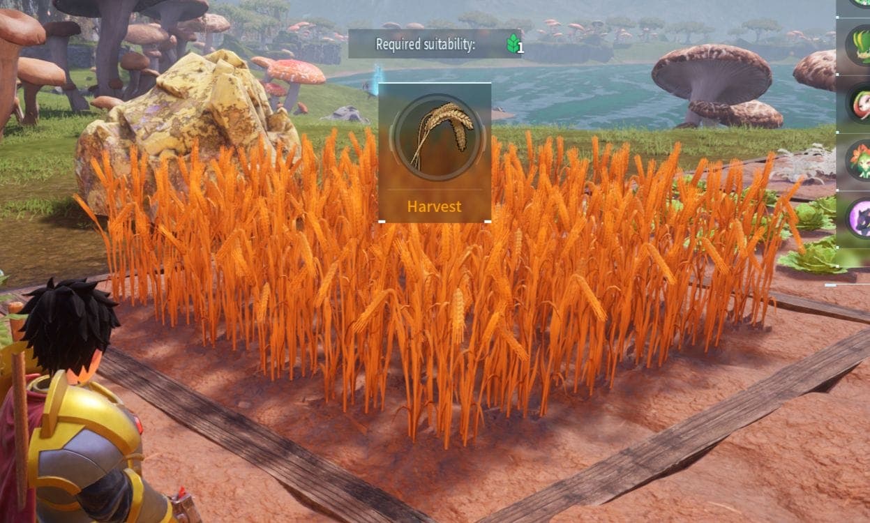 Wheat Plantation